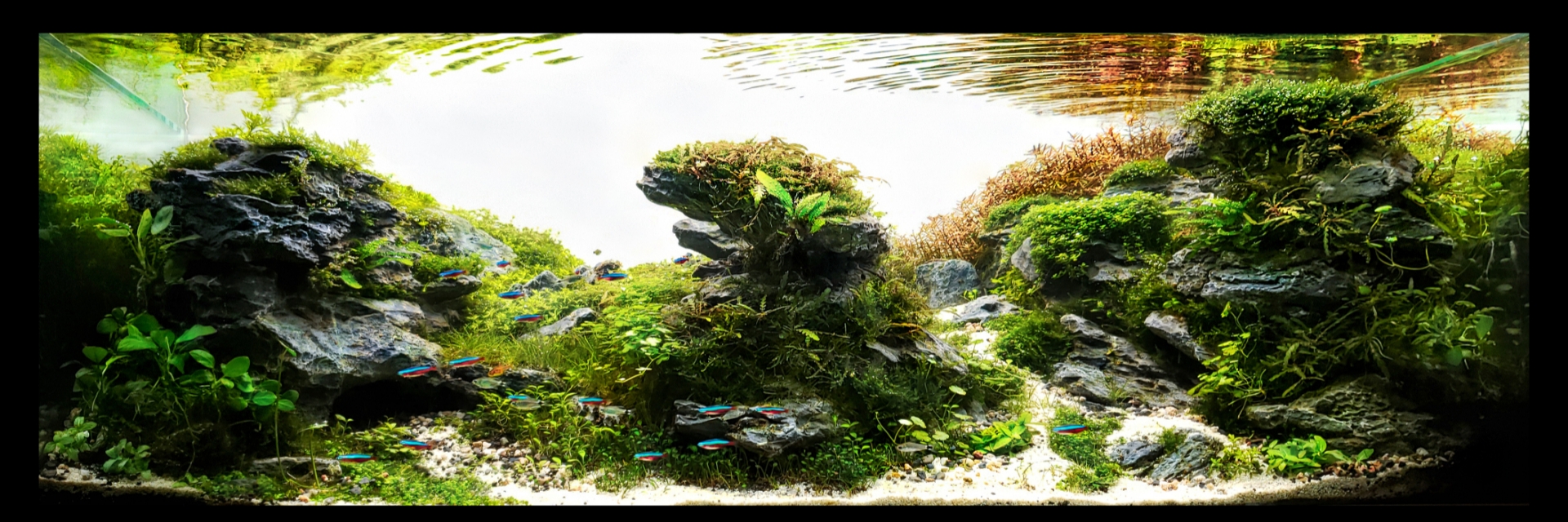 Understanding the aquarium ecosystem CO2Art Aquarium CO2 System