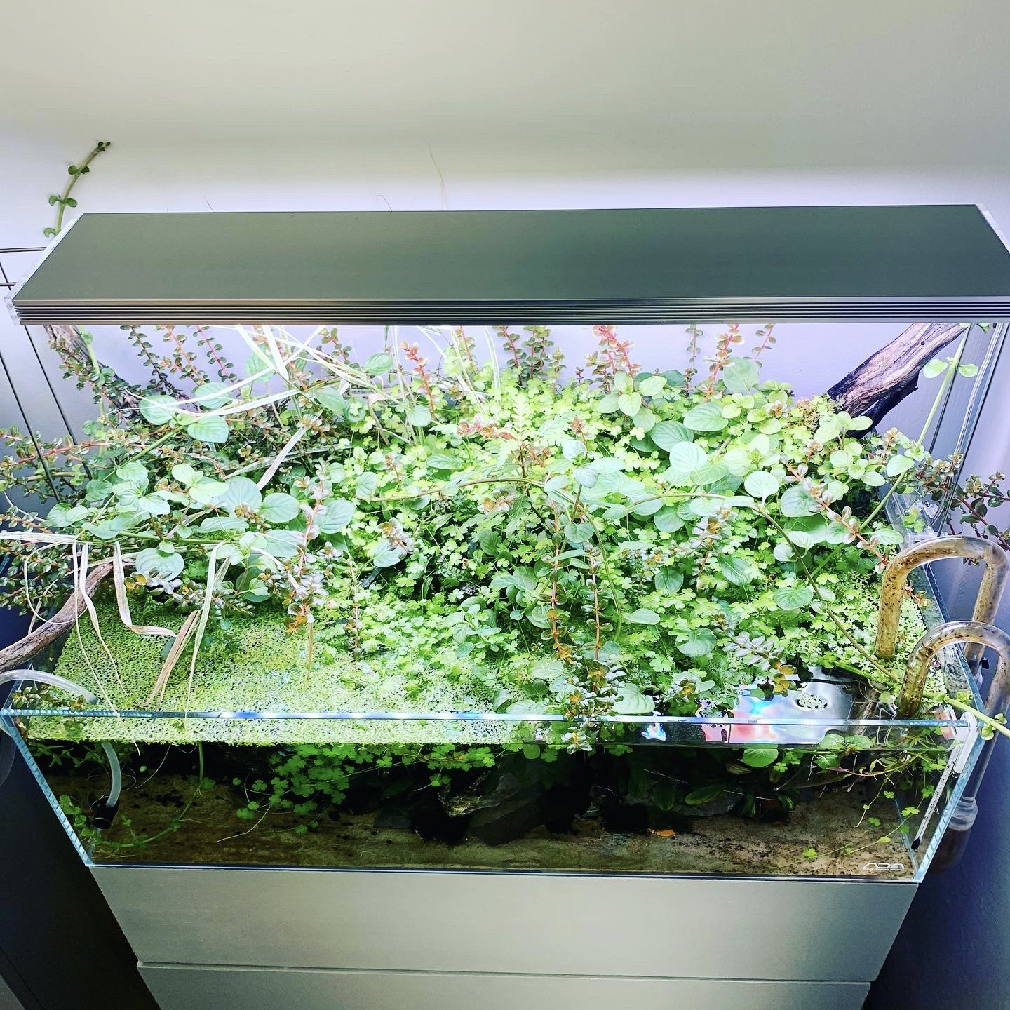 How to create the Self Sustaining Aquarium CO2Art Aquarium CO2